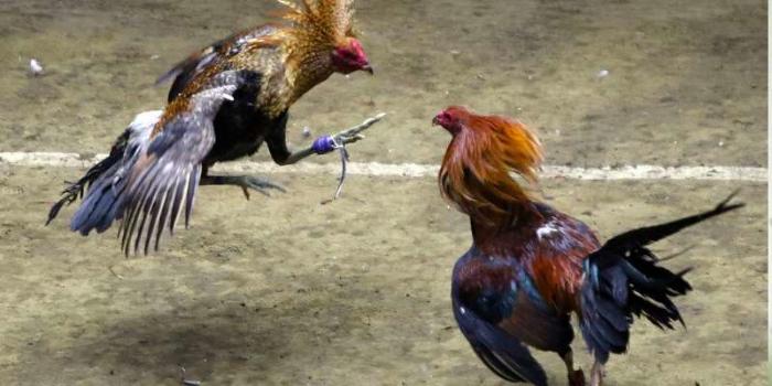 Đá gà 6789 - mang đến giây phút giải trí hấp dẫn, thú vị