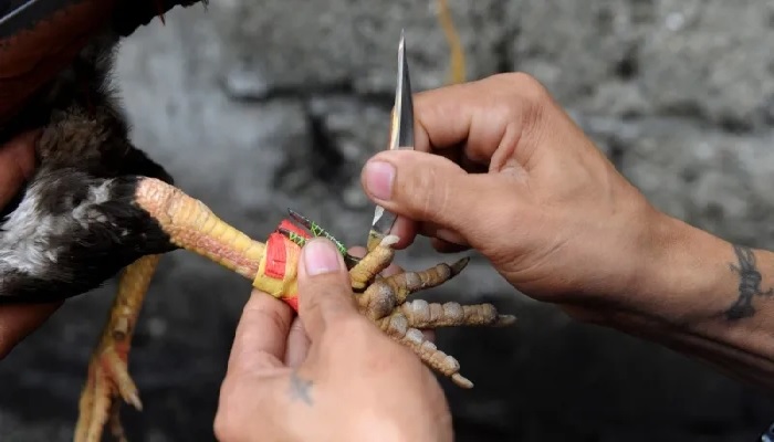 Có nhiều loại gà trong trò chơi