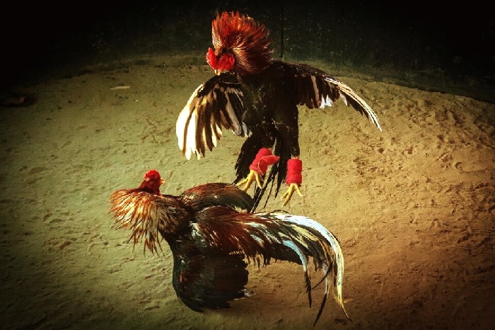 Nắm rõ quy định đá gà