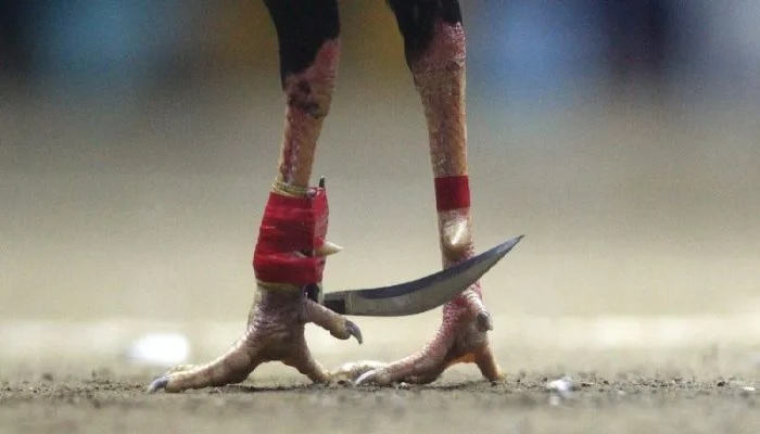 Bí quyết soi kèo đỉnh cao