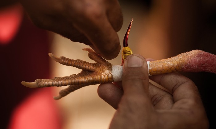 Ưu điểm của đá gà cựa sắt